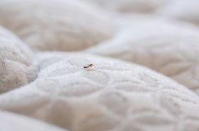 Punaise de lit : ces aides méconnues pour s'en débarasser