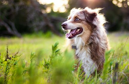 Chien et logement : le meilleur ami de l'Homme... et de l'agent immobilier ?